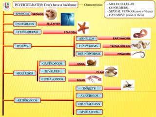 INVERTEBRATES: Don’t have a backbone Characteristics: .- MULTICELLULAR
.- CONSUMERS
.- SEXUAL REPROD (most of them)
.- CAN...
