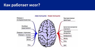 Как работает мозг?
 