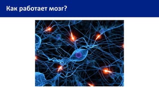 Как работает мозг?
 