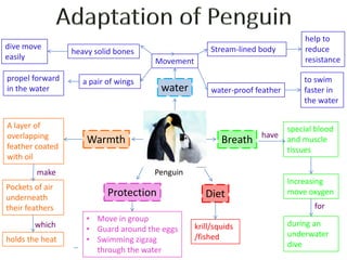 Adaptation of Penguin help to reduce resistance dive move easily Stream-lined body heavy solid bones Movement propel forward in the water to swim faster in the water a pair of wings water water-proof feather A layer of overlapping feather coated with oil special blood and muscle tissues  have Warmth Breath Penguin make Increasing move oxygen  Pockets of air underneath their feathers Protection Diet for ,[object Object]
