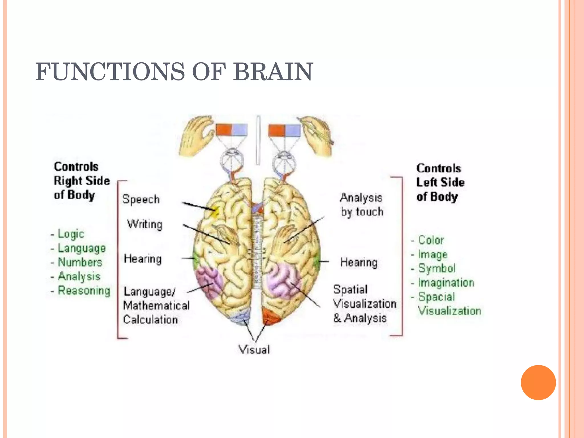 FUNCTIONS OF BRAIN 