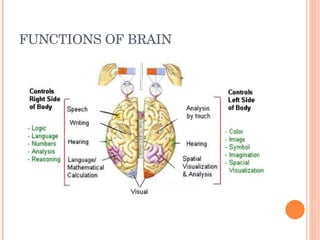 FUNCTIONS OF BRAIN 