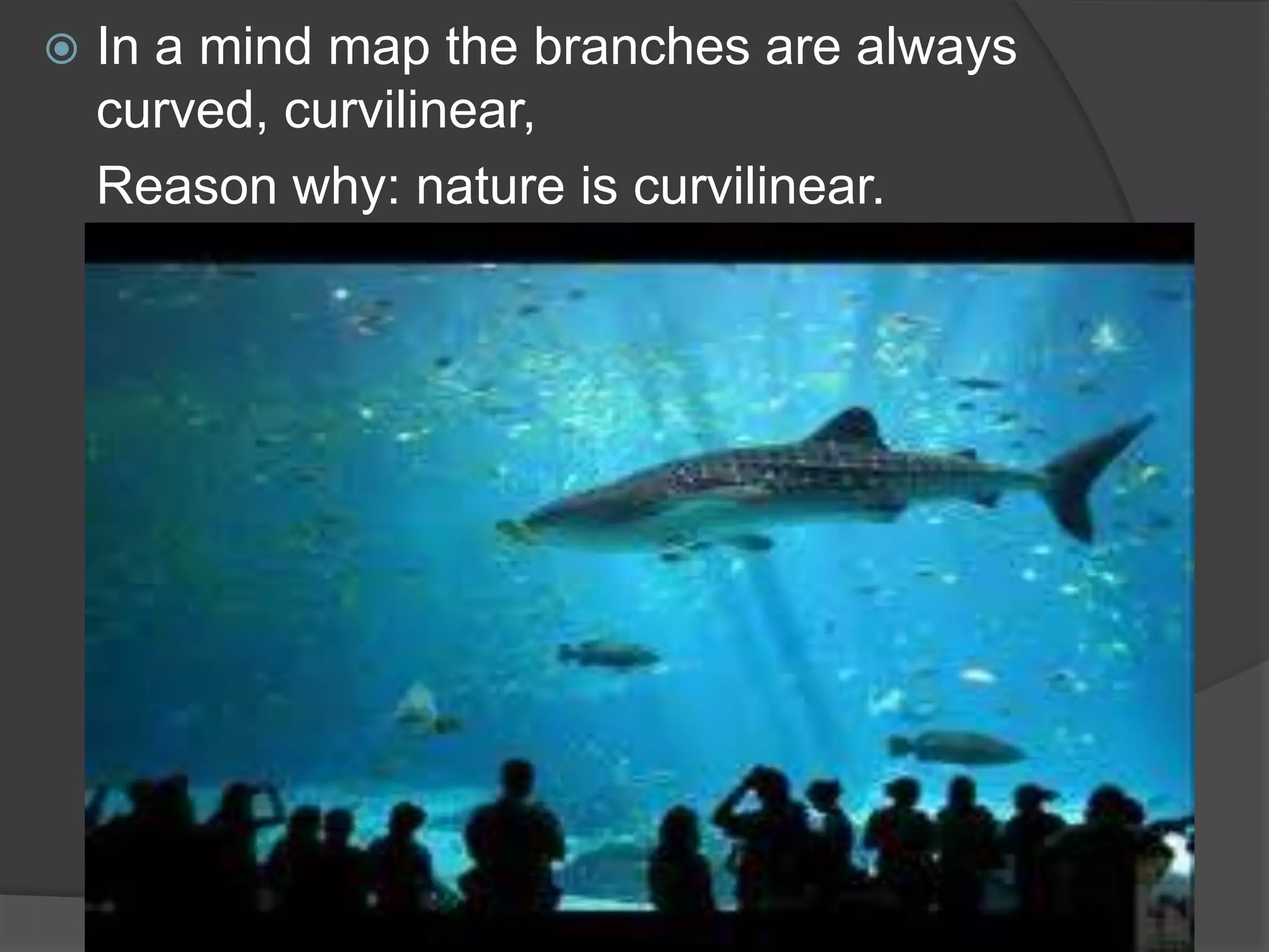 In a mind map the branches are always curved, curvilinear, 	Reason why: nature is curvilinear.
