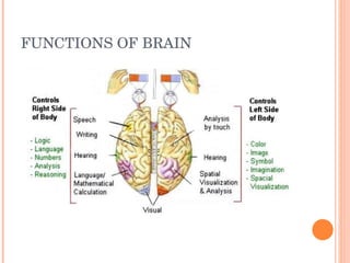FUNCTIONS OF BRAIN 
