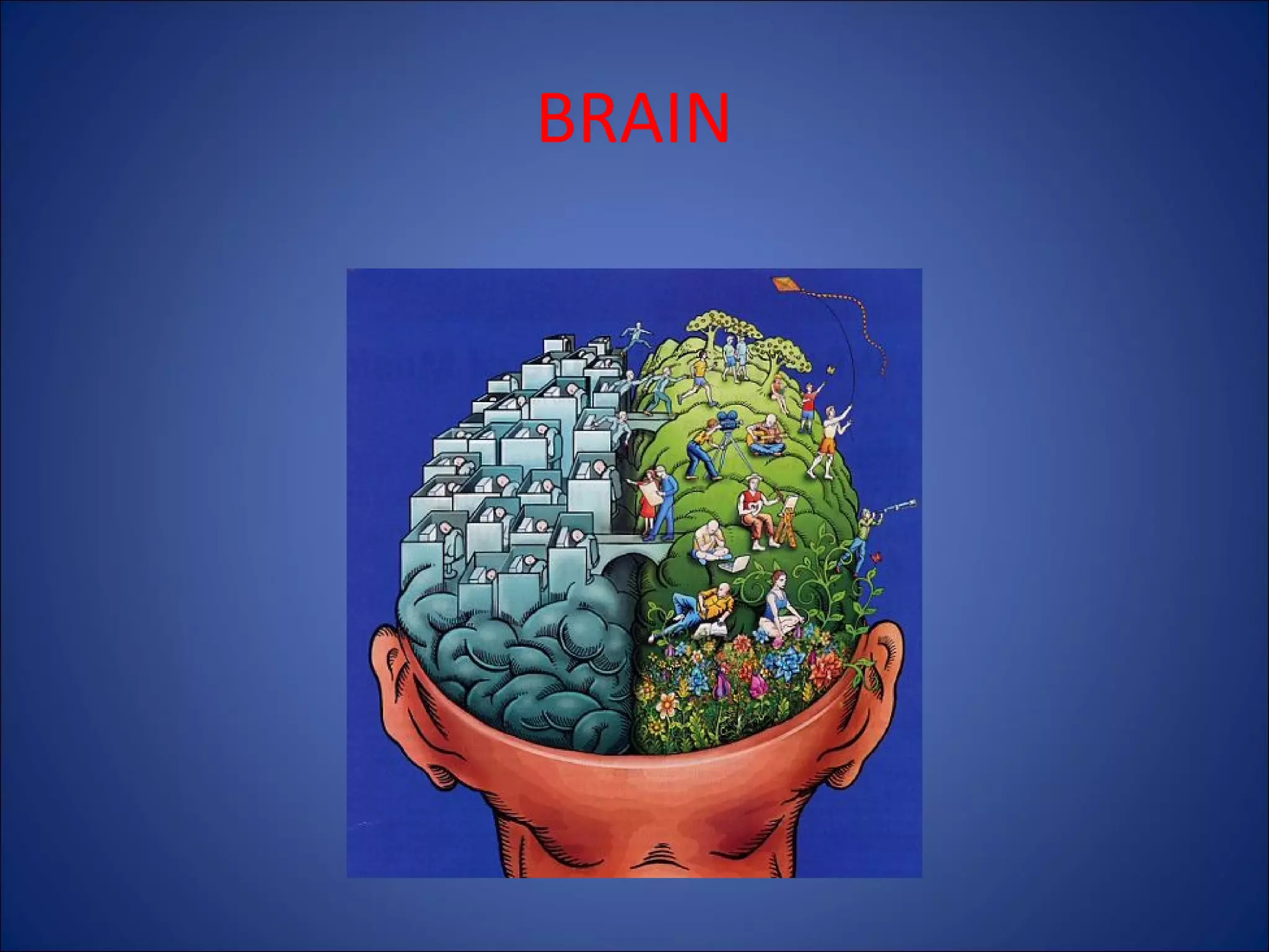 BRAIN

 
