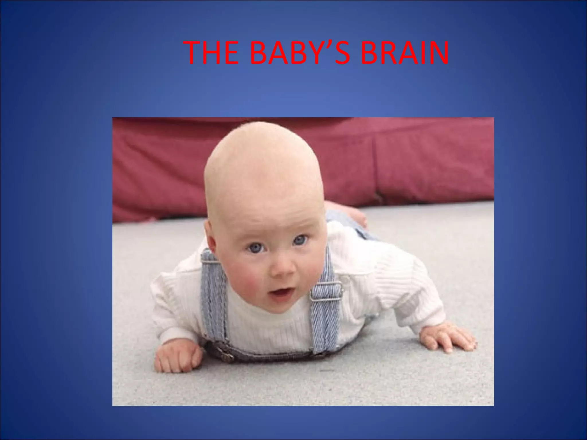 THE BABY’S BRAIN

 