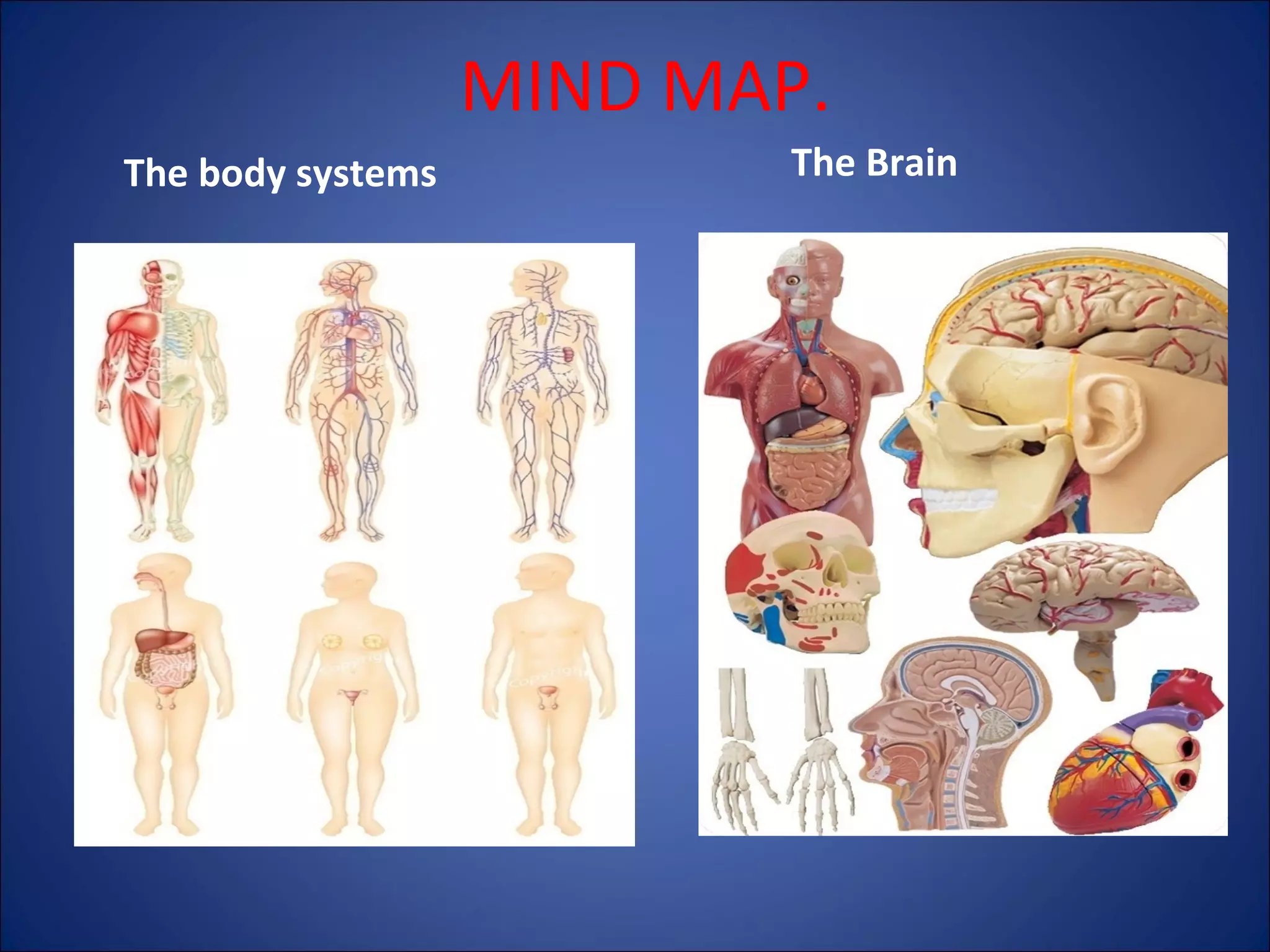 MIND MAP.
The body systems

The Brain

 
