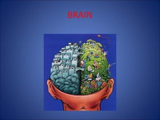 BRAIN

 