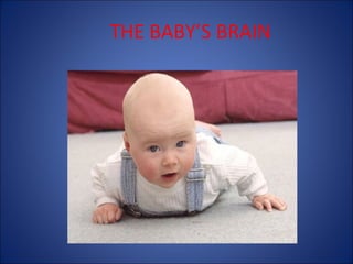 THE BABY’S BRAIN

 