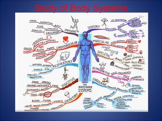 Study of Body Systems

 