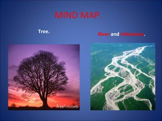MIND MAP.
Tree.

River and tributaries.

 
