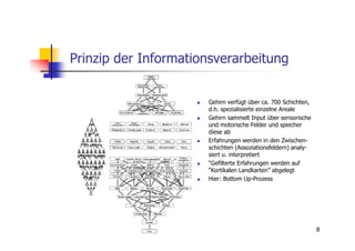 Prinzip der Informationsverarbeitung


                      Gehirn verfügt über ca. 700 Schichten,
                      d.h. spezialisierte einzelne Areale
                      Gehirn sammelt Input über sensorische
                      und motorische Felder und speicher
                      diese ab
                      Erfahrungen werden in den Zwischen-
                      schichten (Assoziationsfeldern) analy-
                      siert u. interpretiert
                      “Gefilterte Erfahrungen werden auf
                      “Kortikalen Landkarten” abgelegt
                      Hier: Bottom Up-Prozess




                                                               8
 
