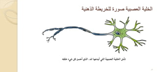‫الذهنٌة‬ ‫للخرٌطة‬ ‫صورة‬ ‫العصبٌة‬ ‫الخلٌة‬
‫خلقه‬ ‫شيء‬ ‫كل‬ ‫أحسن‬ ‫الذي‬ ،‫اهلل‬ ‫أبدعها‬ ‫اليت‬ ‫العصبية‬ ‫اخللية‬ ‫تأمل‬
16
 