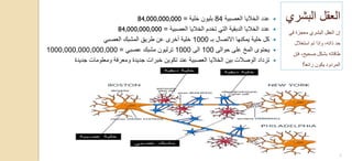 ‫العصبٌة‬ ‫الخالٌا‬ ‫عدد‬84‫خلٌة‬ ‫بلٌون‬=84,000,000,000
‫العصبٌة‬ ‫الخالٌا‬ ‫تخدم‬ ً‫الت‬ ‫الدبقٌة‬ ‫الخالٌا‬ ‫عدد‬=84,000,000,000
‫بـ‬ ‫االتصال‬ ‫ٌمكنها‬ ‫خلٌة‬ ‫كل‬1000ً‫العصب‬ ‫المشبك‬ ‫طرٌق‬ ‫عن‬ ‫أخرى‬ ‫خلٌة‬
‫حوالى‬ ‫على‬ ‫المخ‬ ‫ٌحتوى‬100‫الى‬1000ً‫عصب‬ ‫مشبك‬ ‫ترلٌون‬=1000,000,000,000,000
‫جدٌدة‬ ‫ومعلومات‬ ‫ومعرفة‬ ‫جدٌدة‬ ‫خبرات‬ ‫تكوٌن‬ ‫عند‬ ‫العصبٌة‬ ‫الخالٌا‬ ‫بٌن‬ ‫الوصالت‬ ‫تزداد‬
‫البشري‬ ‫العقل‬
ً‫ف‬ ‫معجزة‬ ‫البشري‬ ‫العقل‬ ‫إن‬
‫استغالل‬ ‫تم‬ ‫وإذا‬ ،‫ذاته‬ ‫حد‬
‫فإن‬ ،‫صحٌح‬ ‫بشكل‬ ‫طاقاته‬
‫رائعا‬ ‫ٌكون‬ ‫المردود‬!
3
 