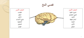 ‫المخ‬ ً‫فص‬
‫الـصفذاأليدر‬‫ذ‬
‫الؽؾؿات‬‫ذ‬
‫املـطق‬‫ذ‬
‫األرقام‬‫ذ‬
‫تتابعذاألحداث‬‫ذ‬
‫التخطقط‬‫ذ‬
‫التحؾقل‬‫ذ‬
‫الؼوائم‬
‫الـصفذاألمين‬‫ذ‬
‫الصورةذالؽؾقة‬‫ذ‬
‫الوعيذاجلغرايف‬‫ذ‬
‫األبعاد‬‫ذ‬
‫أحالمذالقؼظة‬‫ذ‬
‫اخلقال‬‫ذ‬
‫األلوان‬‫ذ‬
‫اإليؼاع‬
9
 