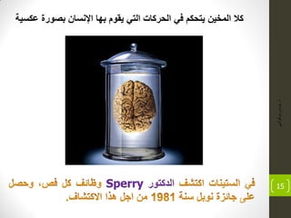 ‫ذ‬.ً‫بوكوش‬‫ٌونس‬
15
‫عكسٌة‬ ‫بصورة‬ ‫اإلنسان‬ ‫بها‬ ‫ٌقوم‬ ً‫الت‬ ‫الحركات‬ ً‫ف‬ ‫ٌتحكم‬ ‫المخٌن‬ ‫كال‬
‫الدكتور‬Sperry
 