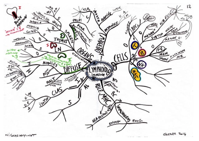 Mind maps histology lymphoid tissue gartner 2014 Mind maps histology lymphoid tissue gartner 2014