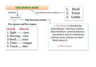  
includes	
  	
  	
  	
  	
  	
  	
  	
  	
  	
  	
  	
  	
  	
  	
  	
  	
  	
  	
  	
  	
  	
   	
   	
   	
   has	
  three	
  main	
  sections	
  	
  	
  	
  
	
  
	
  
	
  
	
  	
  	
  	
  	
  	
  	
  	
  The	
  Nervous	
  system	
  
	
  
Five	
  senses	
  and	
  five	
  organs	
  
	
  
	
  
	
  
	
  
	
  
	
  
	
  
	
  
	
  
	
  
	
  
	
  
	
  
	
  
	
  
	
  
	
   	
  
	
  
	
  
	
  
THE	
  HUMAN	
  BODY	
  
SENSE	
   ORGAN	
  
1.	
  Sight	
  	
  	
  	
  	
  	
  	
  	
  	
  	
  	
  eyes	
  
2.	
  Hearing	
  	
  	
  	
  	
  ears	
  
3.Smell	
  	
  	
   	
  	
  	
  	
  	
  nose	
  
4.	
  Taste	
  	
  	
  	
  	
  	
  	
  	
  	
  	
  tongue	
  
5.	
  Touch	
  	
  	
  	
  	
  	
  	
  skin	
  	
  	
  	
  	
  	
  	
  
	
  
1.The	
  Brain:	
  Is	
  divided	
  by:	
  
a)Cerebrum:	
  voluntary	
  actions	
  
b)Cerebellum:	
  controls	
  balance,	
  
movement	
  and	
  co-­‐ordination.	
  
c)Brain	
  stem:	
  actions	
  we	
  don’t	
  
think	
  about	
  it.	
  
	
  
2.The	
  nerves	
  
	
  
interaction	
  
1. Head	
  
2. Torso	
  
3. Limbs	
  
	
  
 