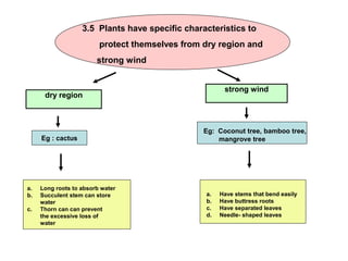 3.5 Plants have specific characteristics to
protect themselves from dry region and
strong wind
strong wind
dry region
Eg : cactus
.
a. Long roots to absorb water
b. Succulent stem can store
water
c. Thorn can can prevent
the excessive loss of
water
Eg: Coconut tree, bamboo tree,
mangrove tree
a. Have stems that bend easily
b. Have buttress roots
c. Have separated leaves
d. Needle- shaped leaves
 