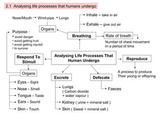 2.1 Analysing life processes that humans undergo
Analysing Life Processes That
Human Undergo
Respond To
Stimuli
Breathing
Reproduce
Organs
Inhale – take in air
Exhale – give out air
Nose/Mouth Wind-pipe Lungs
A process to produce
Their young or offspring
Rate of breath
Number of chest movement
In a period of time
Organs
Eyes - Sight
Nose - Smell
Tongue - Taste
Ears - Sound
Skin - Touch
Excrete Defecate
Lungs
( Carbon dioxide
+ water vapour )
Kidney ( urine + mineral salt )
Skin ( Sweat + mineral salt )
Faeces
Purpose :
• avoid danger
• avoid getting hurt
• avoid getting injured
• to survive
 
