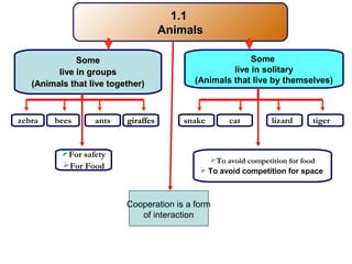 1.11.1
AnimalsAnimals
Some
live in solitary
(Animals that live by themselves)
SomeSome
live in groupslive in groups
(Animals that live together)(Animals that live together)
zebra giraffesgiraffesbees ants tigerlizardcatsnake
For safety
For Food
To avoid competition for food
 To avoid competition for space
Cooperation is a form
of interaction
 