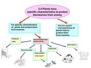 3.4 Plants have specific characteristics to protect themselves from enemy Th e specific characteristics of  plants that protect them  from enemies  How the specific characteristics of  plants help to  protect them  from enemies. characteristics that protect plants. Have thorns poisonous Have fine hairs Produces latex  Close leaflets  when touch  
