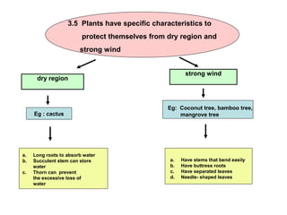 3.5 Plants have specific characteristics to
                         protect themselves from dry region and
                        strong wind


                                                       strong wind
      dry region



                                                 Eg: Coconut tree, bamboo tree,
                                                               .
     Eg : cactus                                     mangrove tree




a.   Long roots to absorb water
b.   Succulent stem can store                    a.   Have stems that bend easily
     water                                       b.   Have buttress roots
c.   Thorn can prevent                           c.   Have separated leaves
     the excessive loss of                       d.   Needle- shaped leaves
     water
 