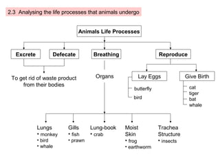 2.3 Analysing the life processes that animals undergo


                               Animals Life Processes



   Excrete         Defecate         Breathing                   Reproduce



 To get rid of waste product         Organs           Lay Eggs              Give Birth
     from their bodies                                                       cat
                                                    butterfly
                                                                             tiger
                                                    bird                     bat
                                                                             whale



             Lungs      Gills      Lung-book    Moist           Trachea
             • monkey   • fish     • crab       Skin            Structure
             • bird     • prawn                 • frog          • insects
             • whale                            • earthworm
 