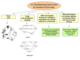 Food Chain Mind Map Mind Map Year 5