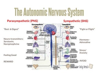 The Autonomic Nervous System
   Parasympathetic (PNS)
     Sympathetic (SNS)

“Rest & Digest”
                          “Fight or Flight”



Neuro-transmitters: 
                     Hormone -
Serotonin;
                               Adrenaline
Norepinephrine

                                          Stress/
                                          Anxiety
Feeling Good

REWARD
                                   AVOID


                                      l
 