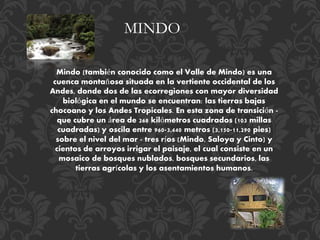 Mindo (también conocido como el Valle de Mindo) es una
cuenca montañosa situada en la vertiente occidental de los
Andes, donde dos de las ecorregiones con mayor diversidad
biológica en el mundo se encuentran: las tierras bajas
chocoano y los Andes Tropicales. En esta zona de transición -
que cubre un área de 268 kilómetros cuadrados (103 millas
cuadradas) y oscila entre 960-3,440 metros (3,150-11,290 pies)
sobre el nivel del mar - tres ríos (Mindo, Saloya y Cinto) y
cientos de arroyos irrigar el paisaje, el cual consiste en un
mosaico de bosques nublados, bosques secundarios, las
tierras agrícolas y los asentamientos humanos.
MINDO
 