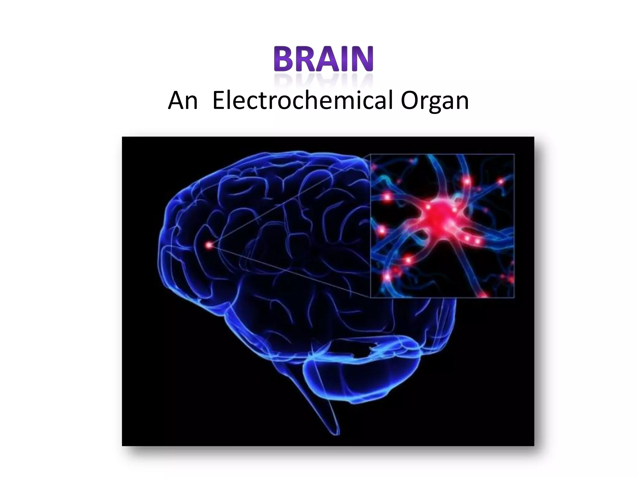 An Electrochemical Organ
 