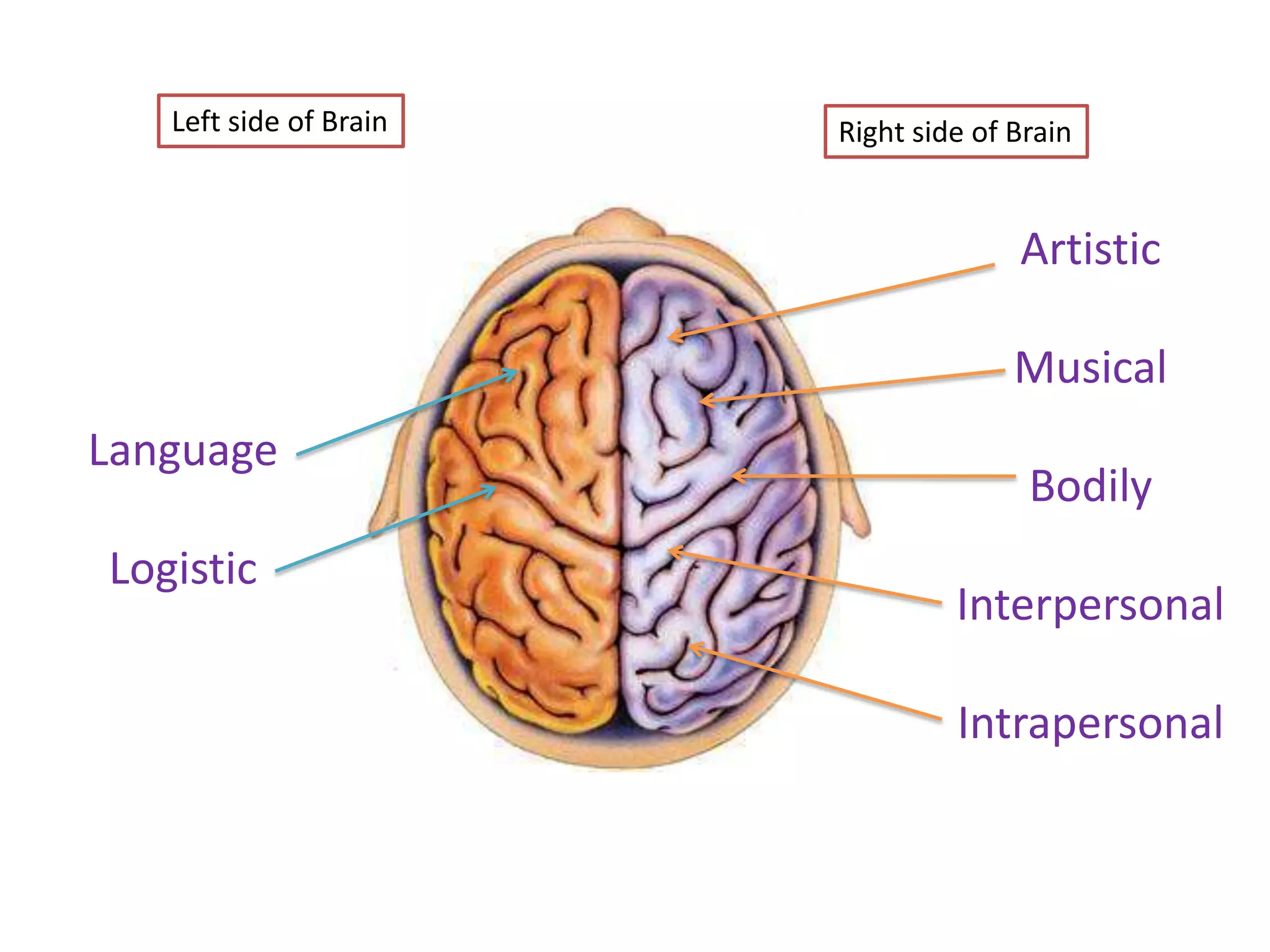 Left side of Brain   Right side of Brain


                                      Artistic

                                      Musical
Language
                                       Bodily
Logistic
                                 Interpersonal

                                 Intrapersonal
 