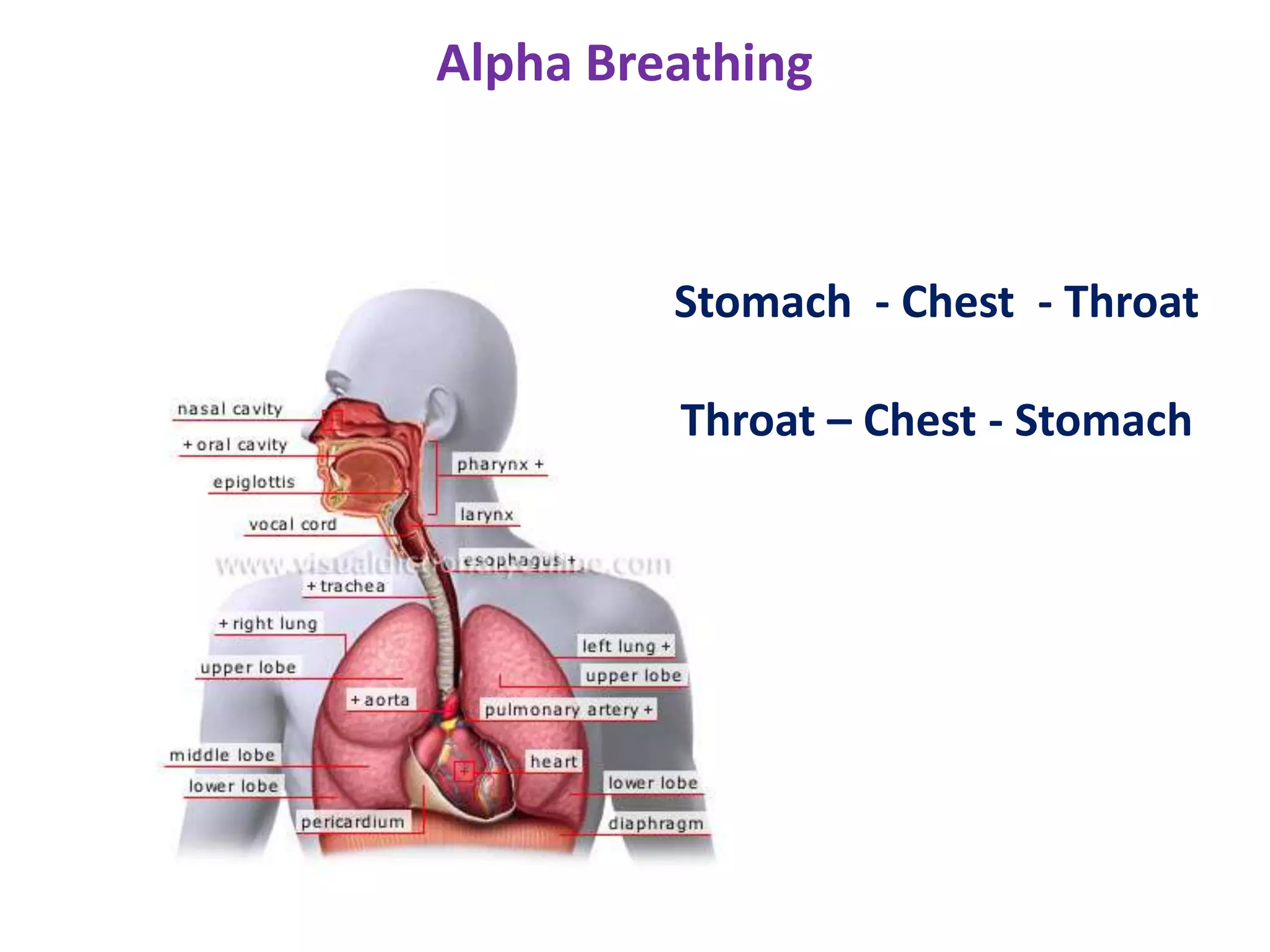 Alpha Breathing



         Stomach - Chest - Throat

         Throat – Chest - Stomach
 