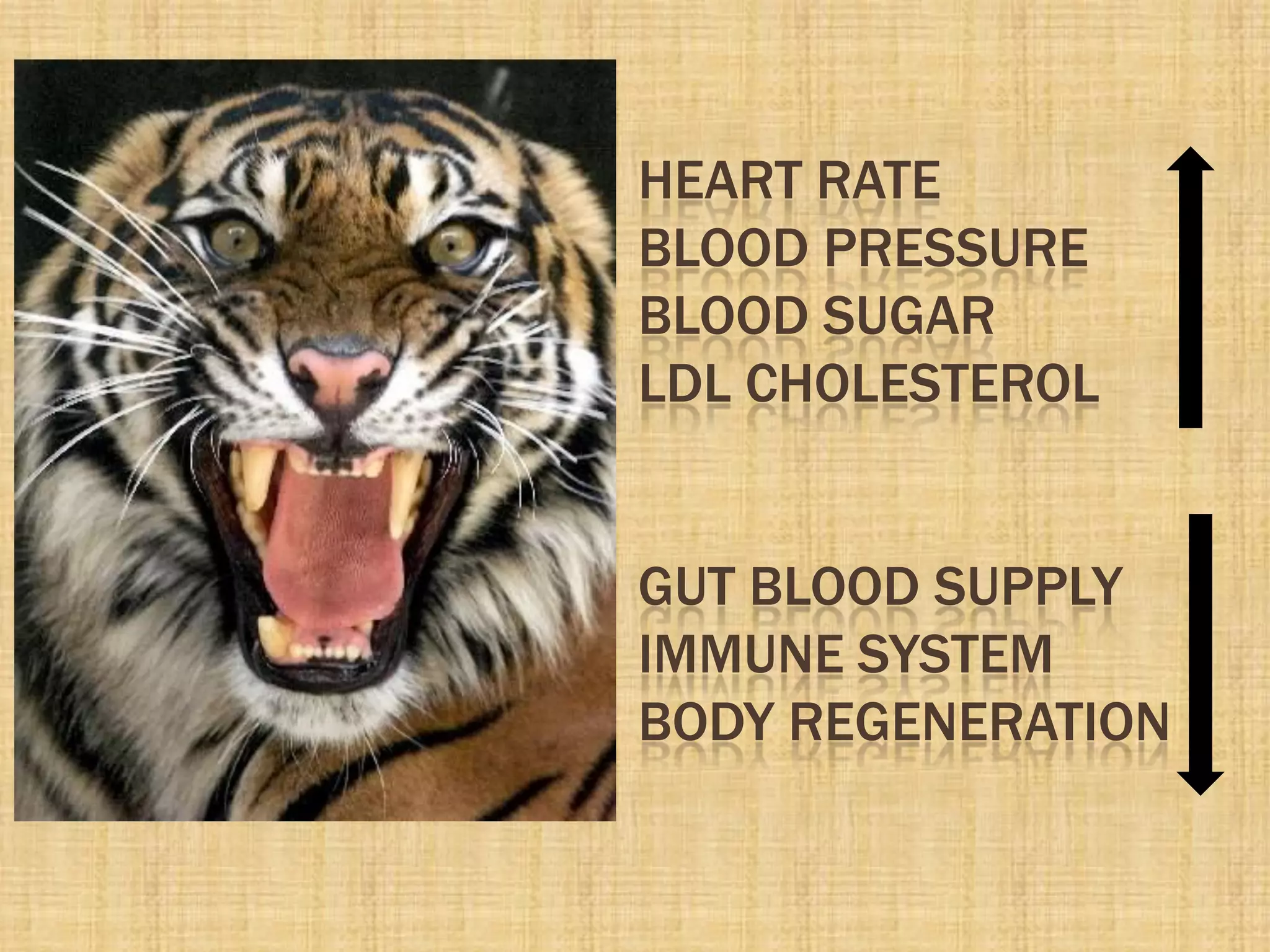 HEART RATE
BLOOD PRESSURE
BLOOD SUGAR
LDL CHOLESTEROL
GUT BLOOD SUPPLY
IMMUNE SYSTEM
BODY REGENERATION
 