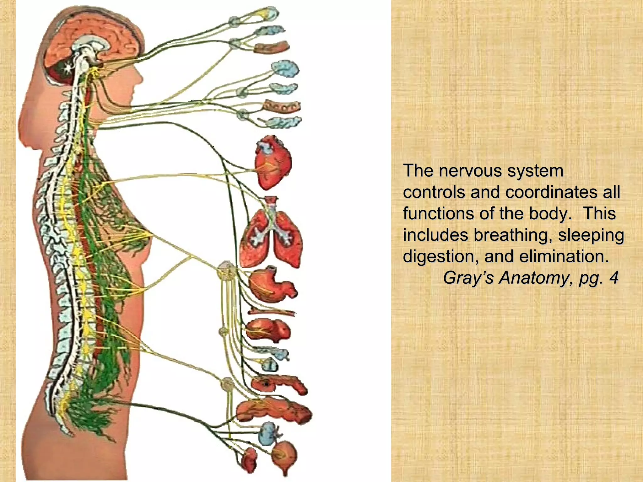 The nervous system The nervous system 
controls and coordinates all controls and coordinates all 
functions of the body.  This functions of the body.  This 
includes breathing, sleeping includes breathing, sleeping 
digestion, and elimination.digestion, and elimination.
Gray’s Anatomy, pg. 4Gray’s Anatomy, pg. 4
 
