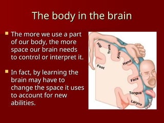  The more we use a part
The more we use a part
of our body, the more
of our body, the more
space our brain needs
space our brain needs
to control or interpret it.
to control or interpret it.
 In fact, by learning the
In fact, by learning the
brain may have to
brain may have to
change the space it uses
change the space it uses
to account for new
to account for new
abilities.
abilities.
The body in the brain
The body in the brain
 