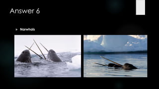 Answer 6

    Narwhals
 