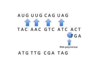 AUG UUG CAG UAG

TAC AAC GTC ATC ACT
TGA
RNA polymerase

ATG TTG CGA TAG

 