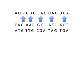 AUG UUG CAG UAG UGA

TAC AAC GTC ATC ACT
ATG TTG CGA TAG TGA

 