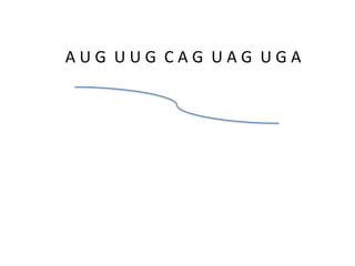 AUG UUG CAG UAG UGA

 