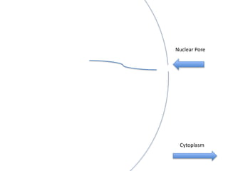 Nuclear Pore

Cytoplasm

 