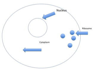 Nucleus

Ribosome

Cytoplasm

 