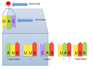 Amino Acid

Anti Codon

U A C

A UG
^ Start Codon

U UG
^

C A G
Codons

UAG UGA
^

^ Stop Codon

 