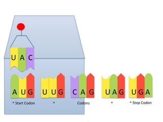 U A C

A UG
^ Start Codon

U UG
^

C A G
Codons

UAG UGA
^

^ Stop Codon

 