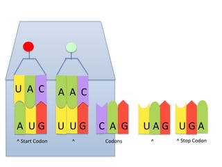 U A C

A A C

A UG

U UG

^ Start Codon

^

C A G
Codons

UAG UGA
^

^ Stop Codon

 