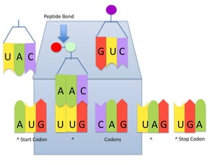 Peptide Bond

G UC

U A C
A A C
A UG
^ Start Codon

U UG
^

C A G
Codons

UAG UGA
^

^ Stop Codon

 