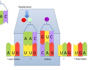 Peptide Bond

A C

G UC
A A C
A UG
^ Start Codon

U UG
^

C A G
Codons

UAG UGA
^

^ Stop Codon

 