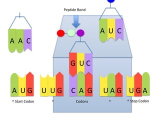 Peptide Bond

A U C
A A C
G UC
A UG
^ Start Codon

U UG
^

C A G
Codons

UAG UGA
^

^ Stop Codon

 