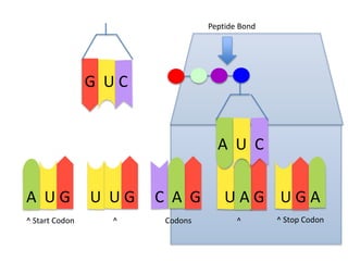 Peptide Bond

G UC

A U C
A UG
^ Start Codon

U UG
^

C A G
Codons

UAG UGA
^

^ Stop Codon

 
